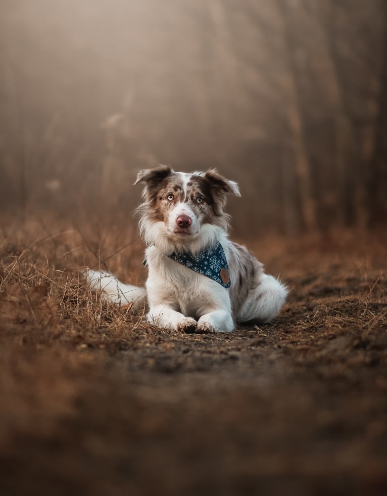 Spurs N Ashes, a Border Collie tested with EmbarkVet.com