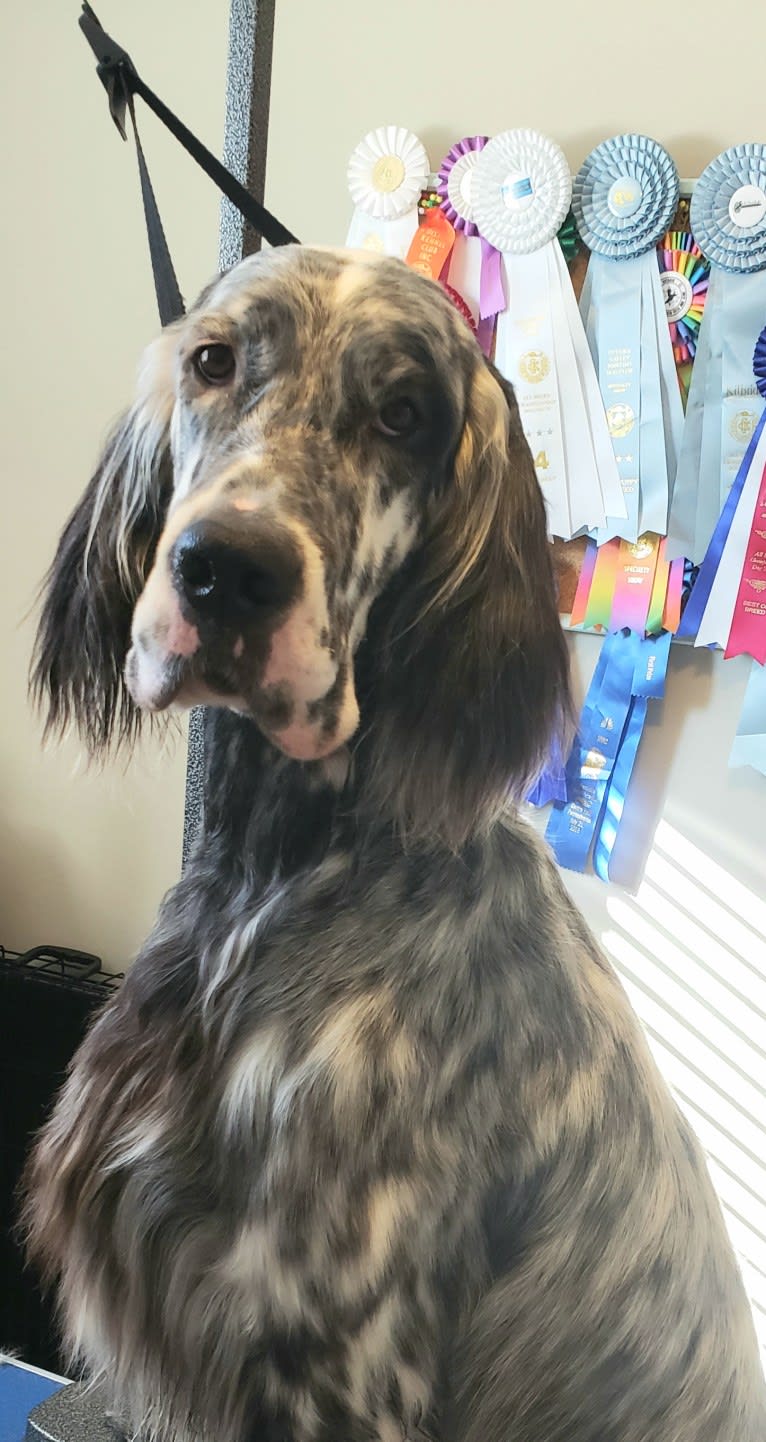 Kent, an English Setter tested with EmbarkVet.com