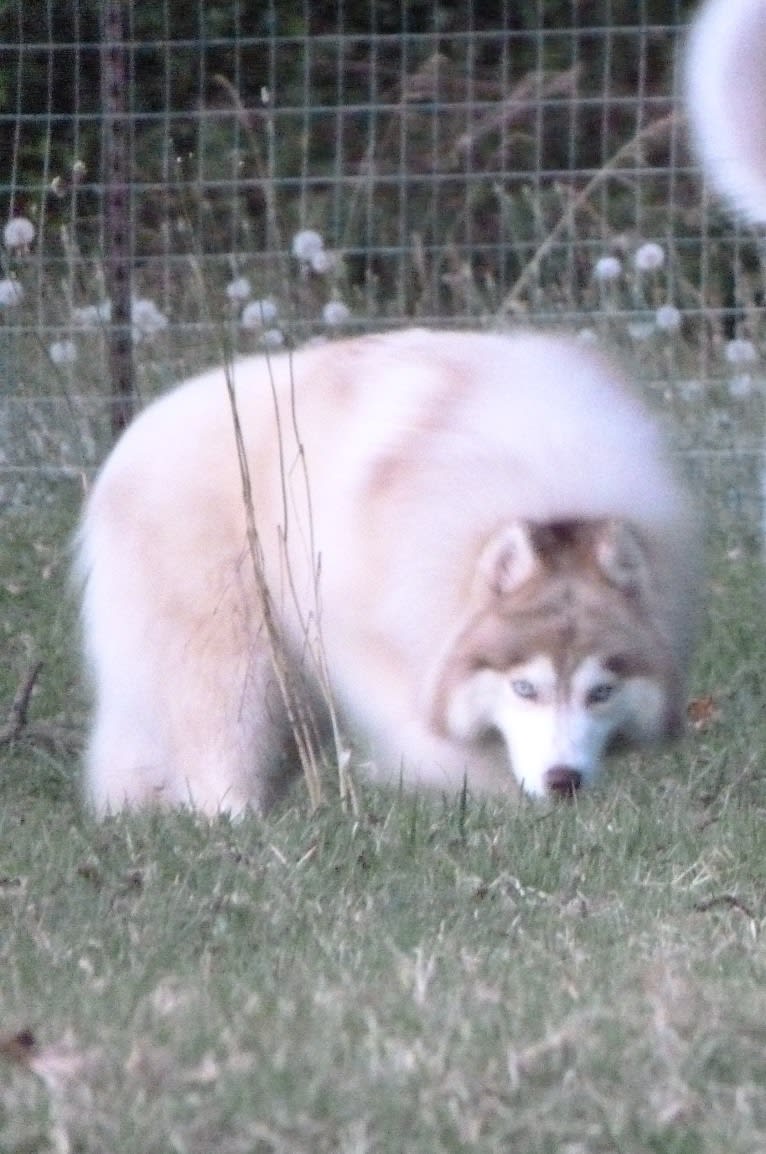 "SAKARI" SUNSHINE SAKARI, a Siberian Husky tested with EmbarkVet.com