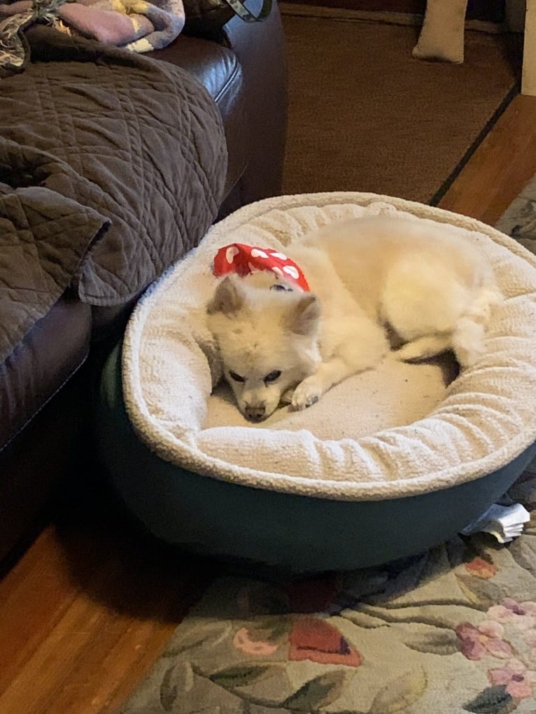 Rockwell, a Pomeranian and Australian Shepherd mix tested with EmbarkVet.com