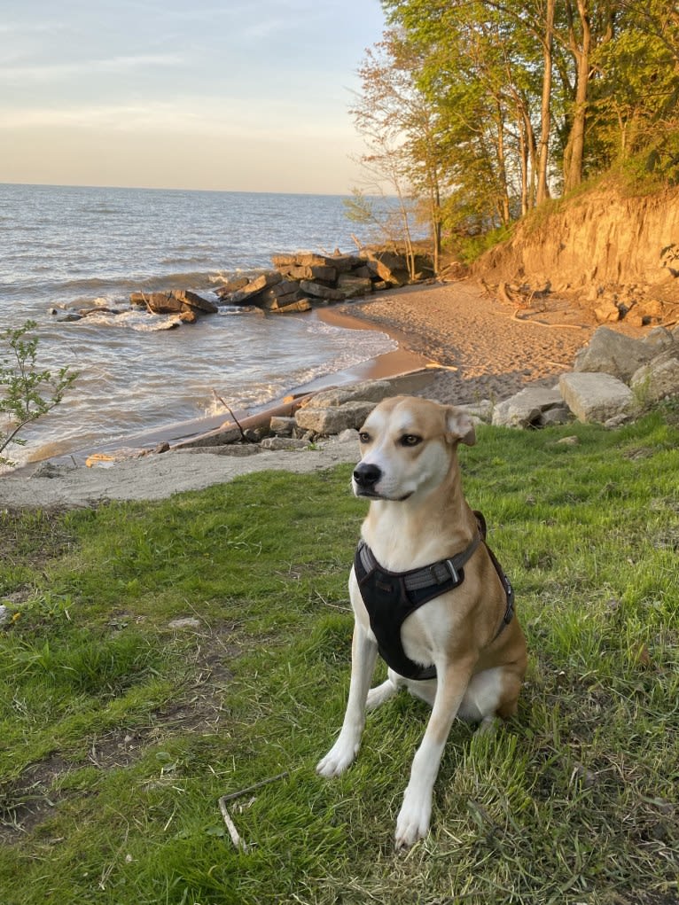 Frank, an American Pit Bull Terrier and Great Pyrenees mix tested with EmbarkVet.com