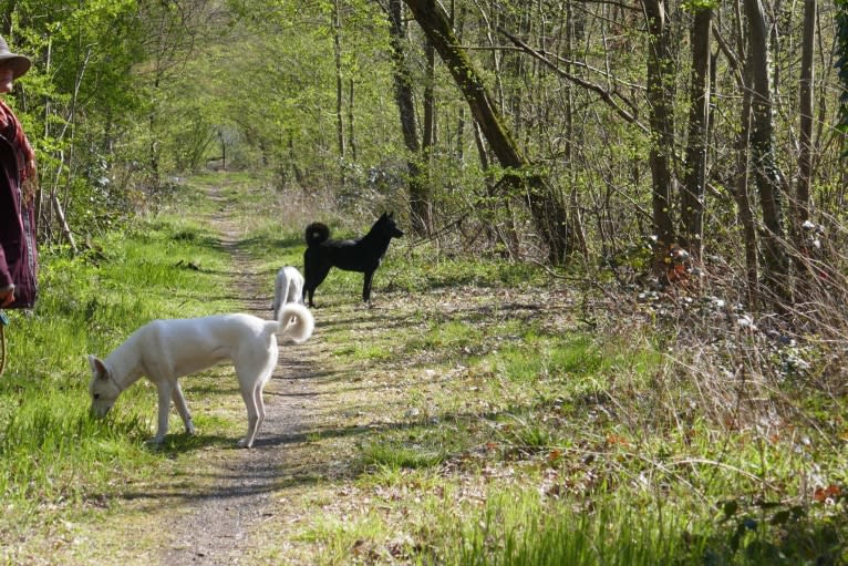 Moshae, a Canaan Dog tested with EmbarkVet.com