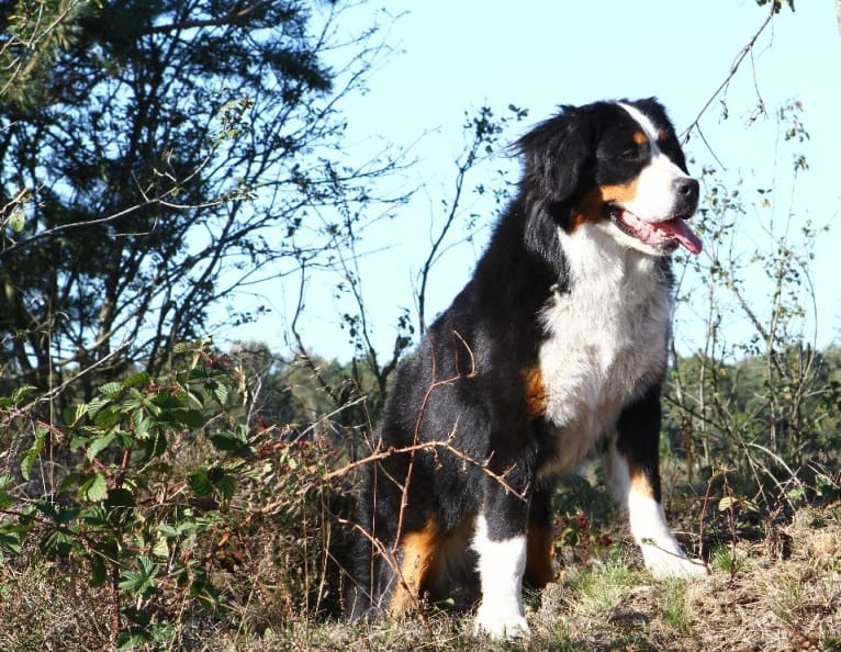 Lexi, a Bernese Mountain Dog tested with EmbarkVet.com