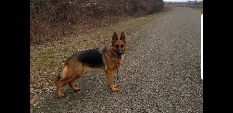 Keena, a German Shepherd Dog tested with EmbarkVet.com