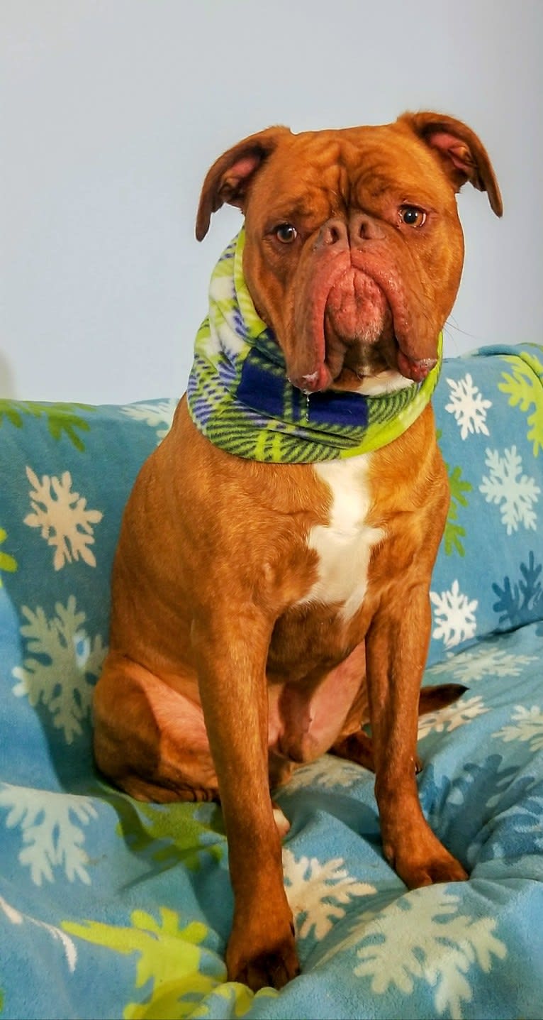 Butters, an American Bulldog and Dogue de Bordeaux mix tested with EmbarkVet.com