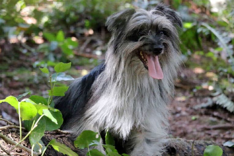 Finwe, a Pyrenean Shepherd tested with EmbarkVet.com