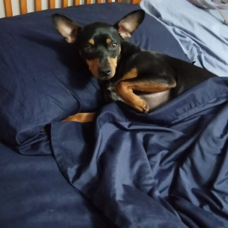 Scooby Dee, a Miniature Pinscher and Chihuahua mix tested with EmbarkVet.com