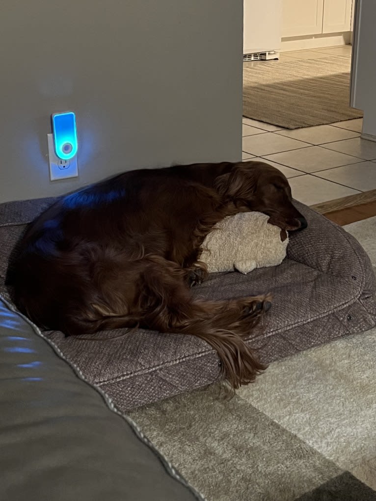 Meara, an Irish Setter tested with EmbarkVet.com