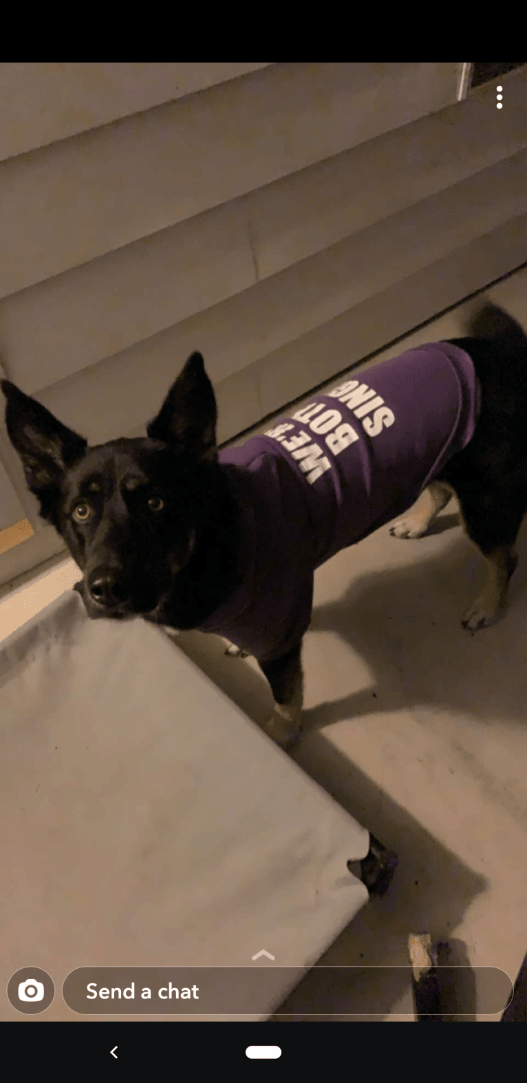 Josie, a Siberian Husky and German Shepherd Dog mix tested with EmbarkVet.com