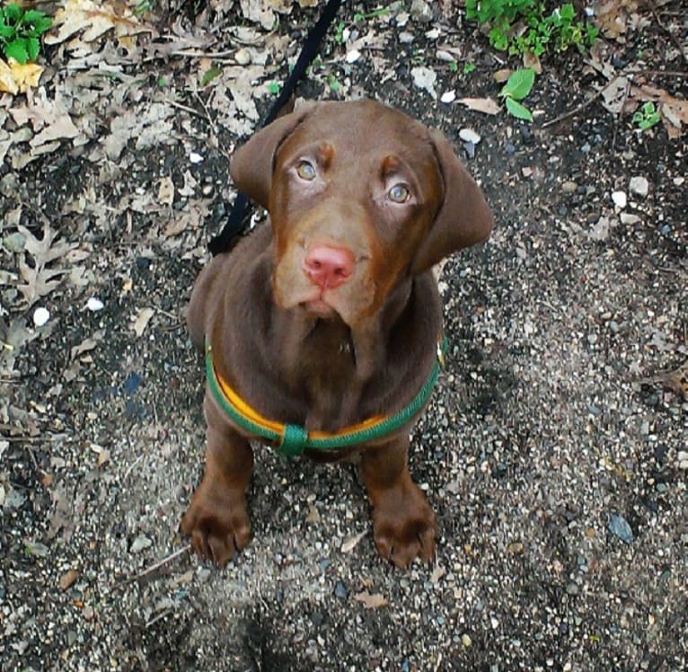 Bruce, a Labrador Retriever (12.5% unresolved) tested with EmbarkVet.com