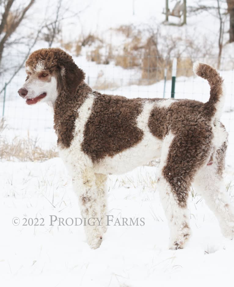 Segen, a Poodle (Standard) tested with EmbarkVet.com