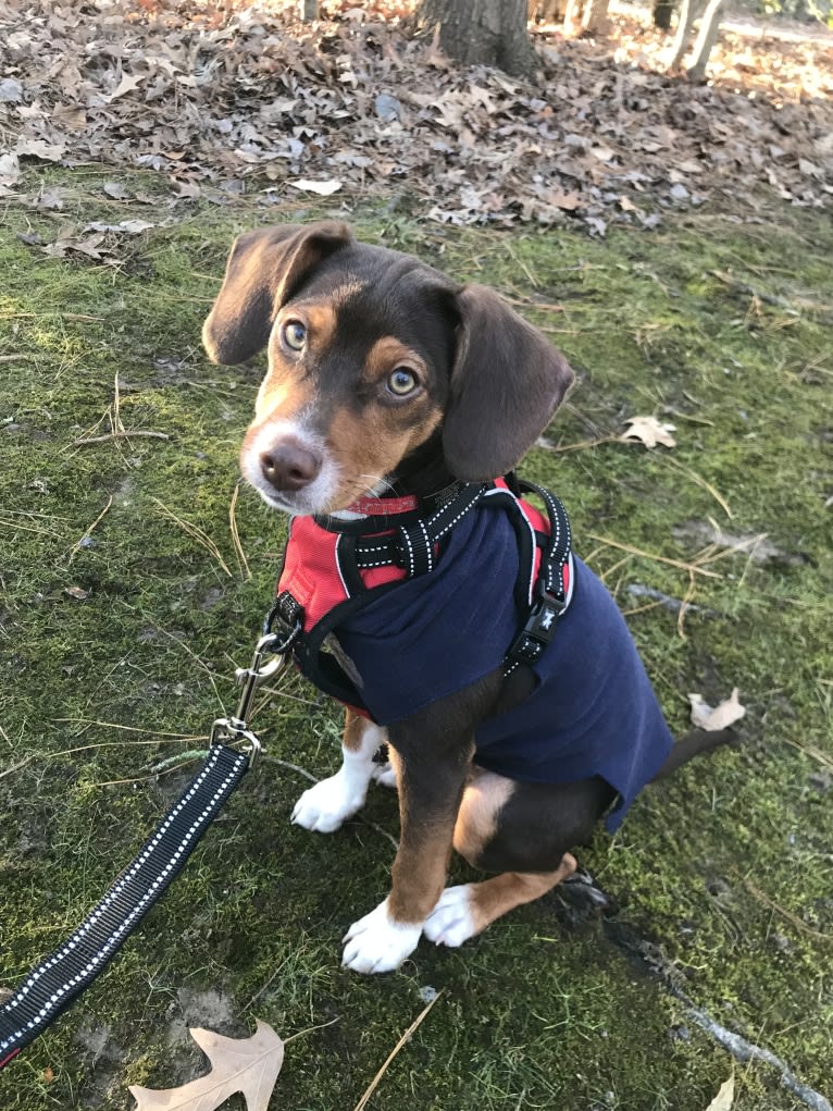 Beowulf, a Miniature Pinscher and Beagle mix tested with EmbarkVet.com