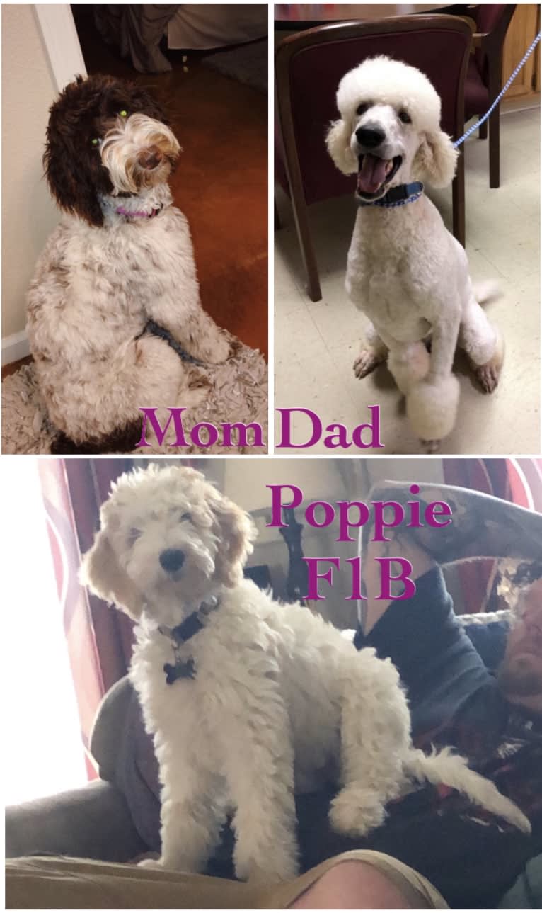 Poppie, a Poodle (Standard) tested with EmbarkVet.com