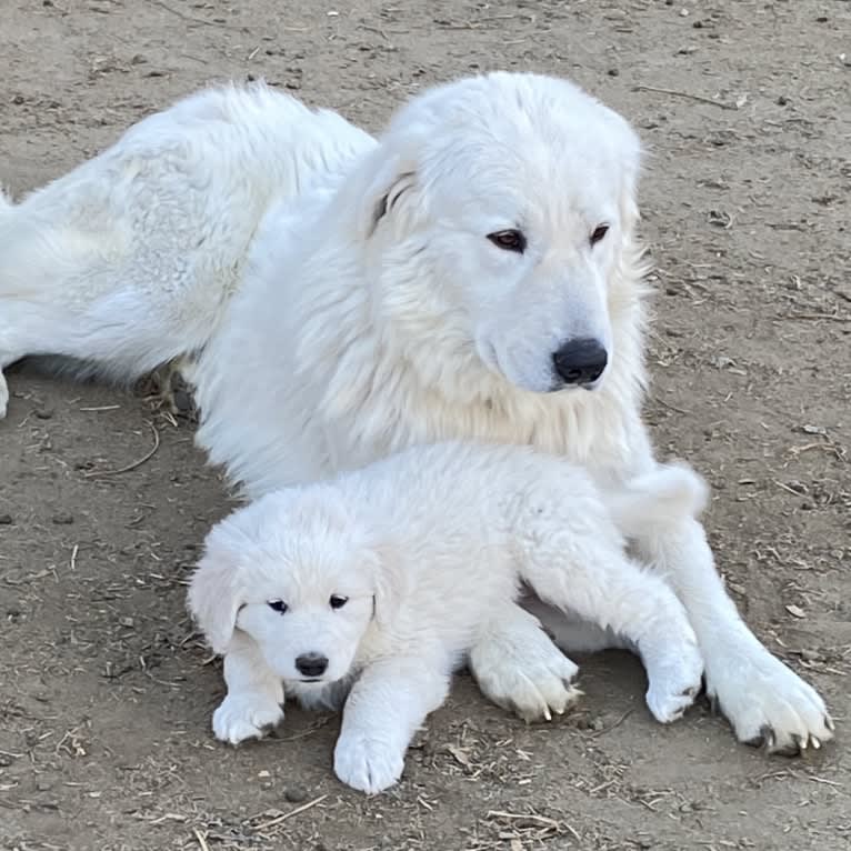 Sevro, a Maremma Sheepdog tested with EmbarkVet.com