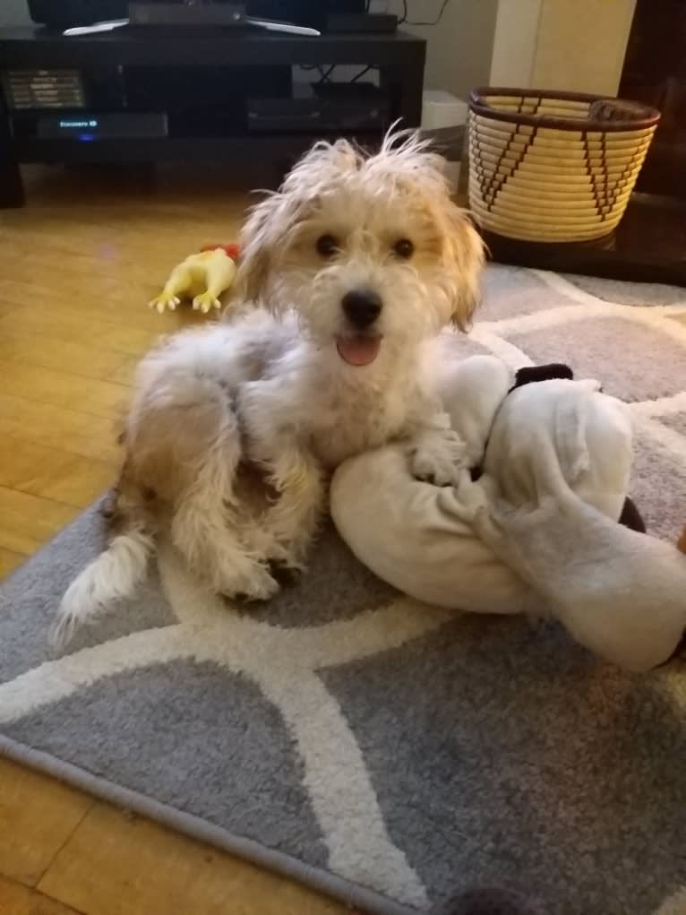 Scruffy Murphy, a Russell-type Terrier and Bichon Frise mix tested with EmbarkVet.com