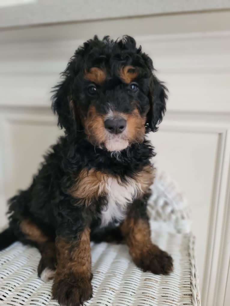 Ferdinand, a Bernedoodle tested with EmbarkVet.com