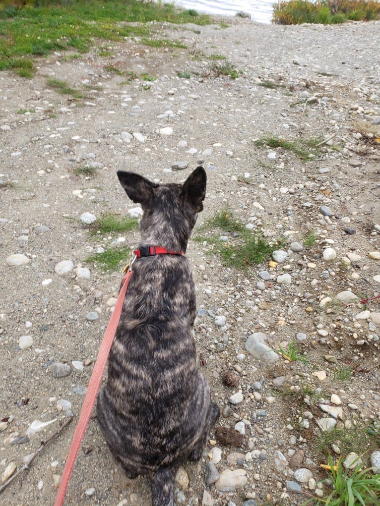 Newton, an American Bulldog and Labrador Retriever mix tested with EmbarkVet.com