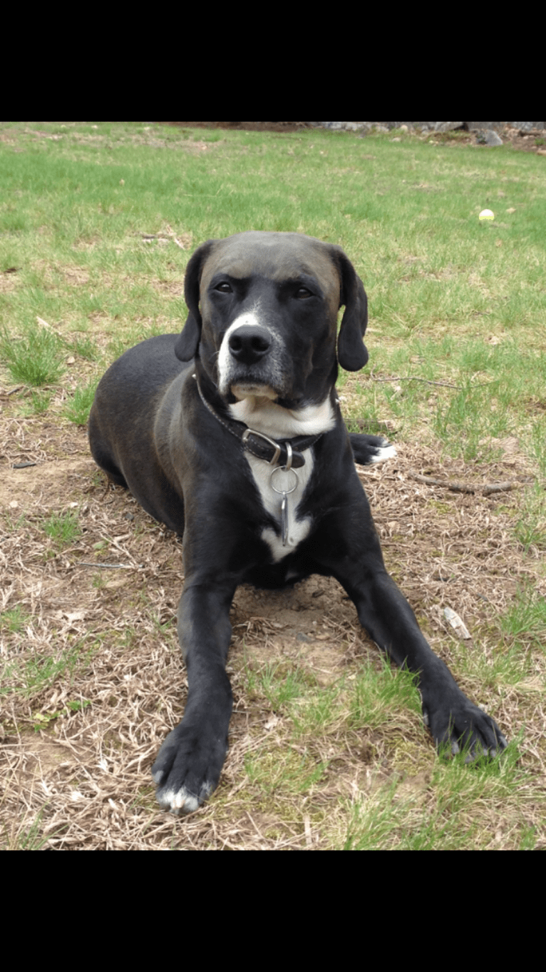 Tucker, a Labrador Retriever and American Staffordshire Terrier mix tested with EmbarkVet.com