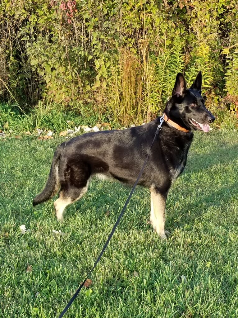 Miss Black, a German Shepherd Dog tested with EmbarkVet.com