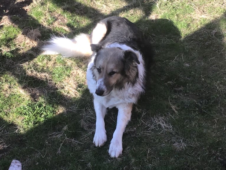 Mr Fluffy Russian Dog, a West Asian Village Dog tested with EmbarkVet.com