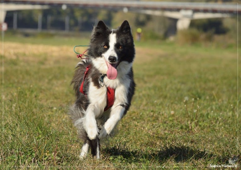 Shayan, a Yakutian Laika tested with EmbarkVet.com