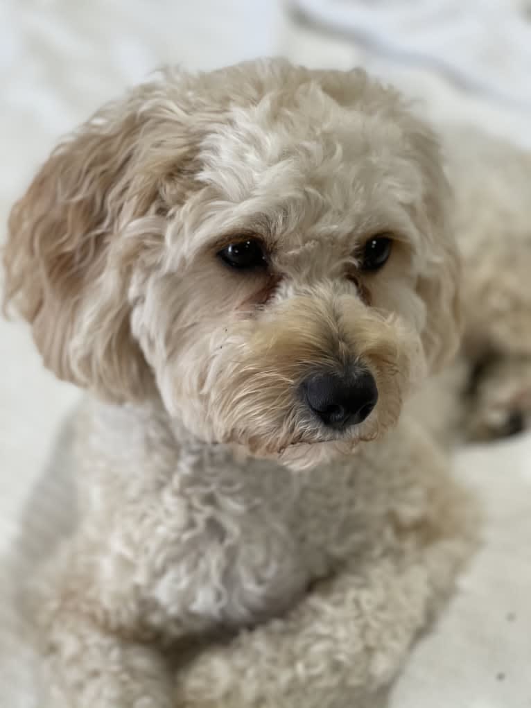 Leo, a Cavapoo tested with EmbarkVet.com