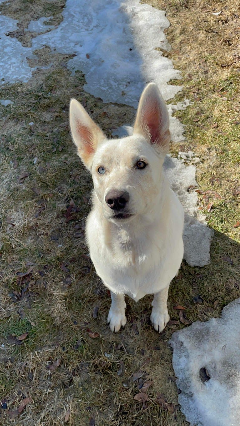 Princess Luna Rose, an Australian Cattle Dog and Siberian Husky mix tested with EmbarkVet.com