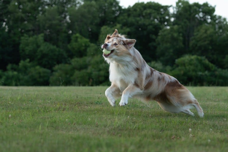 Neville, an Australian Shepherd tested with EmbarkVet.com