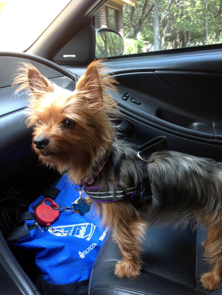 Razzee, a Yorkshire Terrier tested with EmbarkVet.com