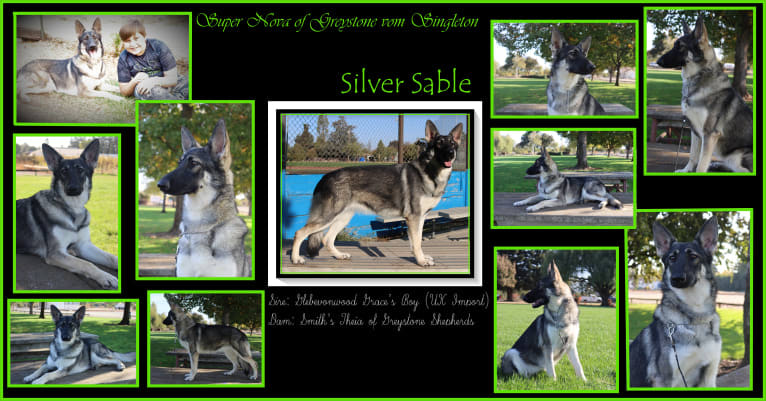 Nova, a German Shepherd Dog tested with EmbarkVet.com
