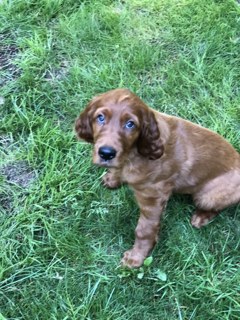 Riley Oisín, an Irish Setter tested with EmbarkVet.com