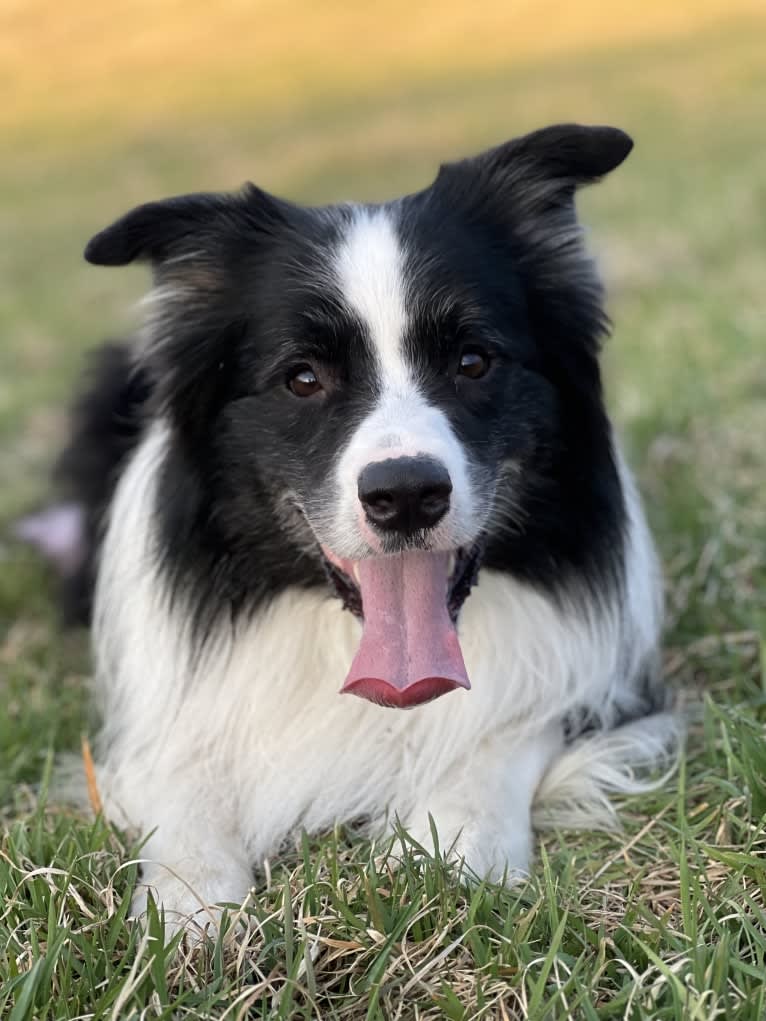 Bohdi, a Border Collie tested with EmbarkVet.com