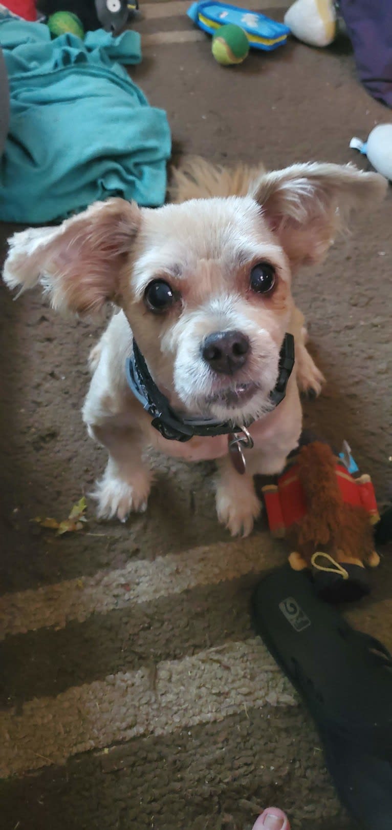 Roscoe, a Rat Terrier and Lhasa Apso mix tested with EmbarkVet.com