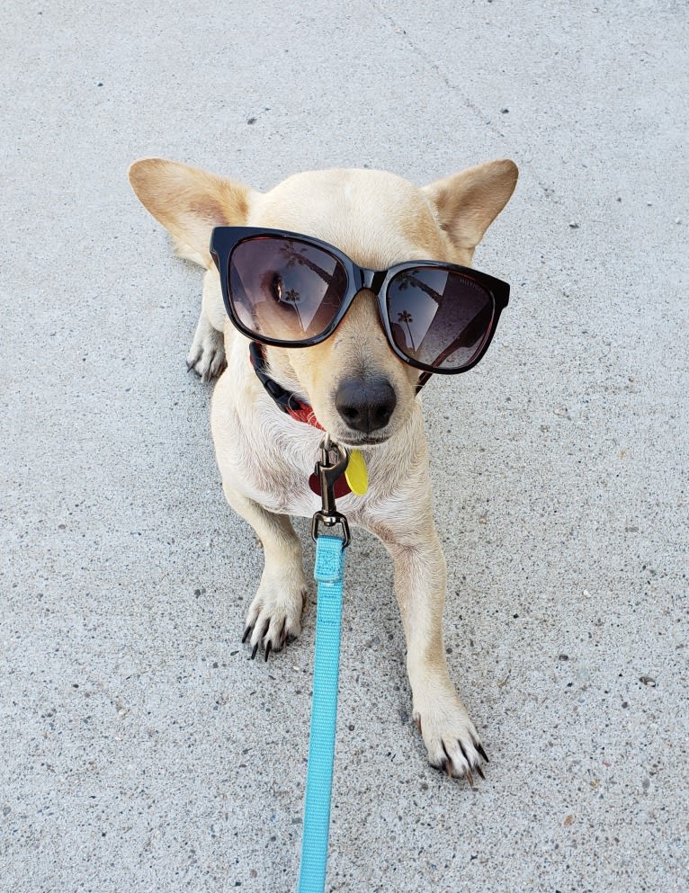 Swivel, a Chihuahua and Poodle (Small) mix tested with EmbarkVet.com