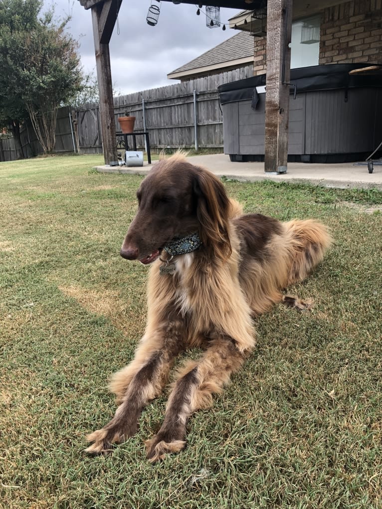 Rigel, a Saluki and Poodle (Standard) mix tested with EmbarkVet.com