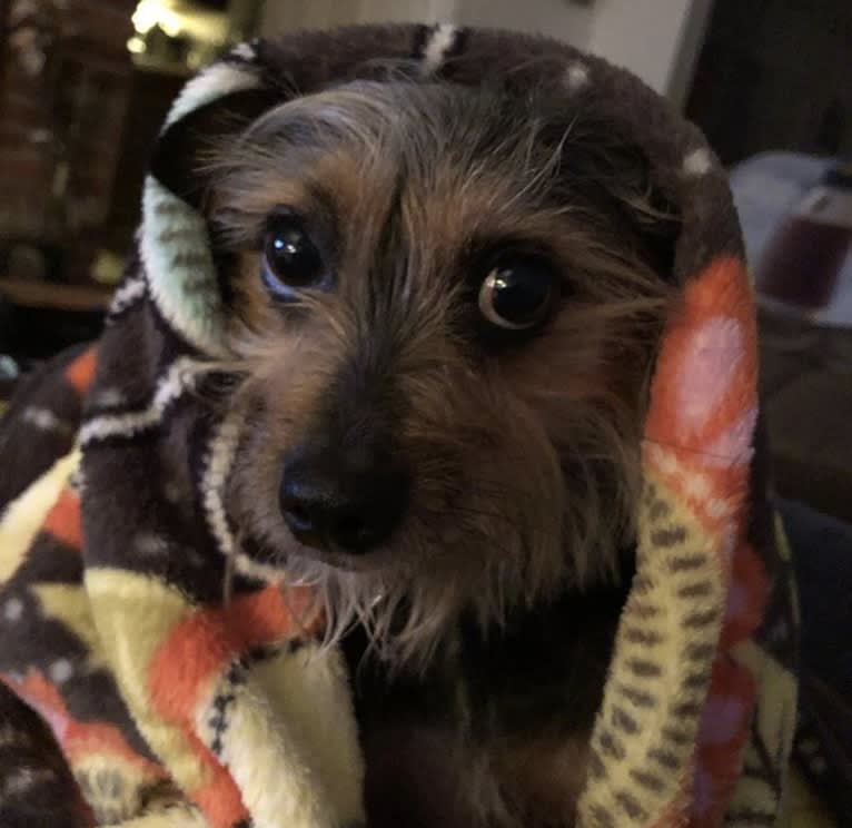 Alasdair, a Chihuahua and Yorkshire Terrier mix tested with EmbarkVet.com