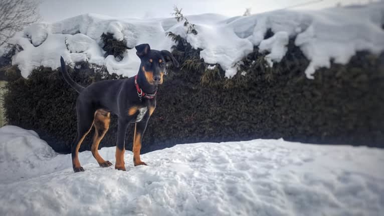 Hati, a Doberman Pinscher and German Shepherd Dog mix tested with EmbarkVet.com