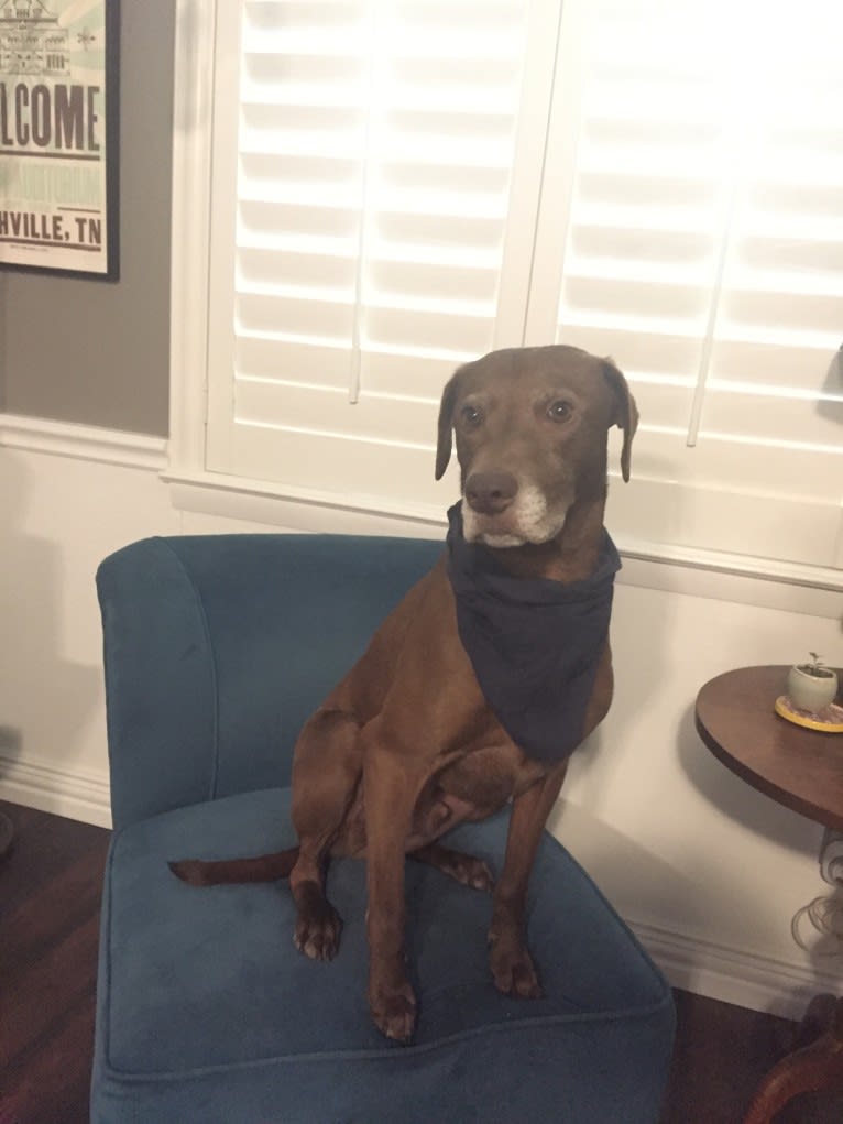 Tucker, a Catahoula Leopard Dog and American Pit Bull Terrier mix tested with EmbarkVet.com