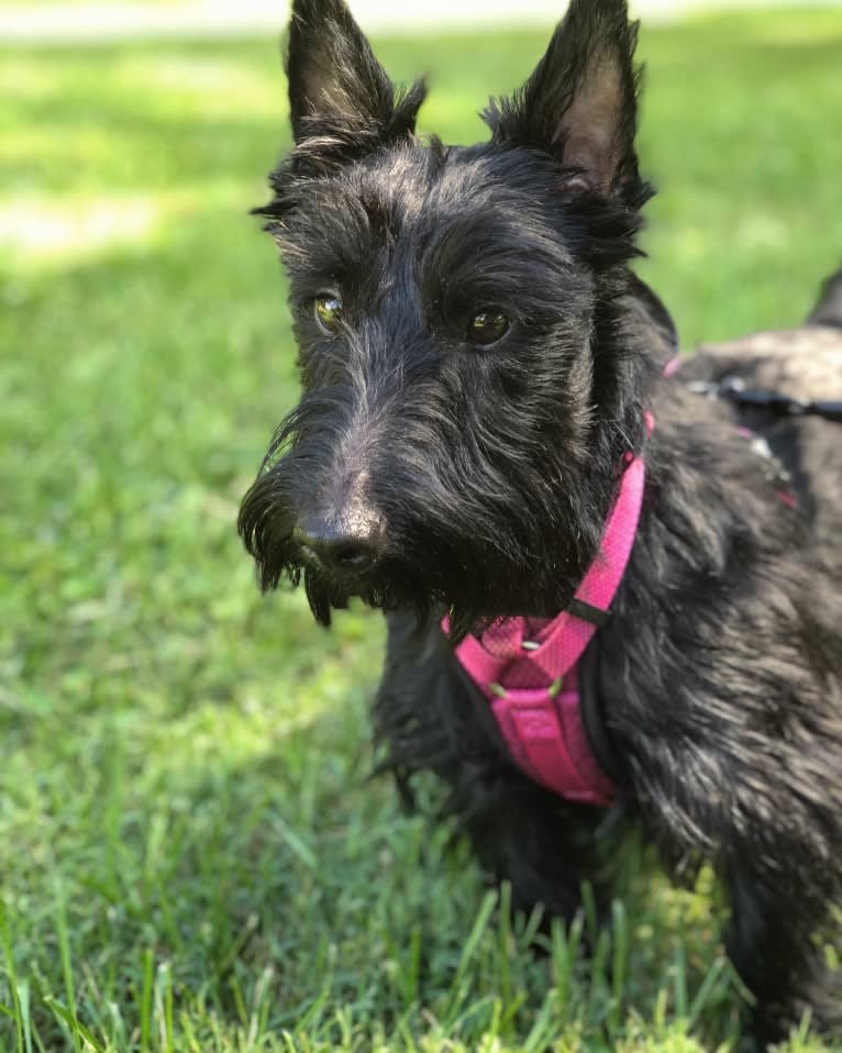 Bryzzo, a Scottish Terrier tested with EmbarkVet.com