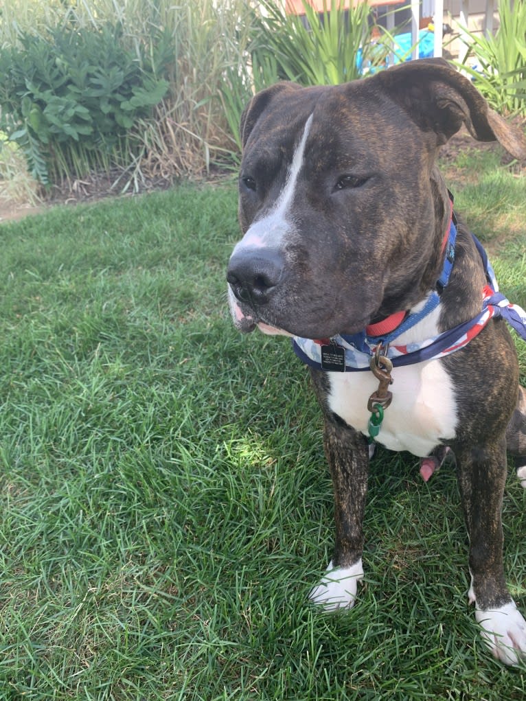 Chidi Buddy, an American Bully tested with EmbarkVet.com