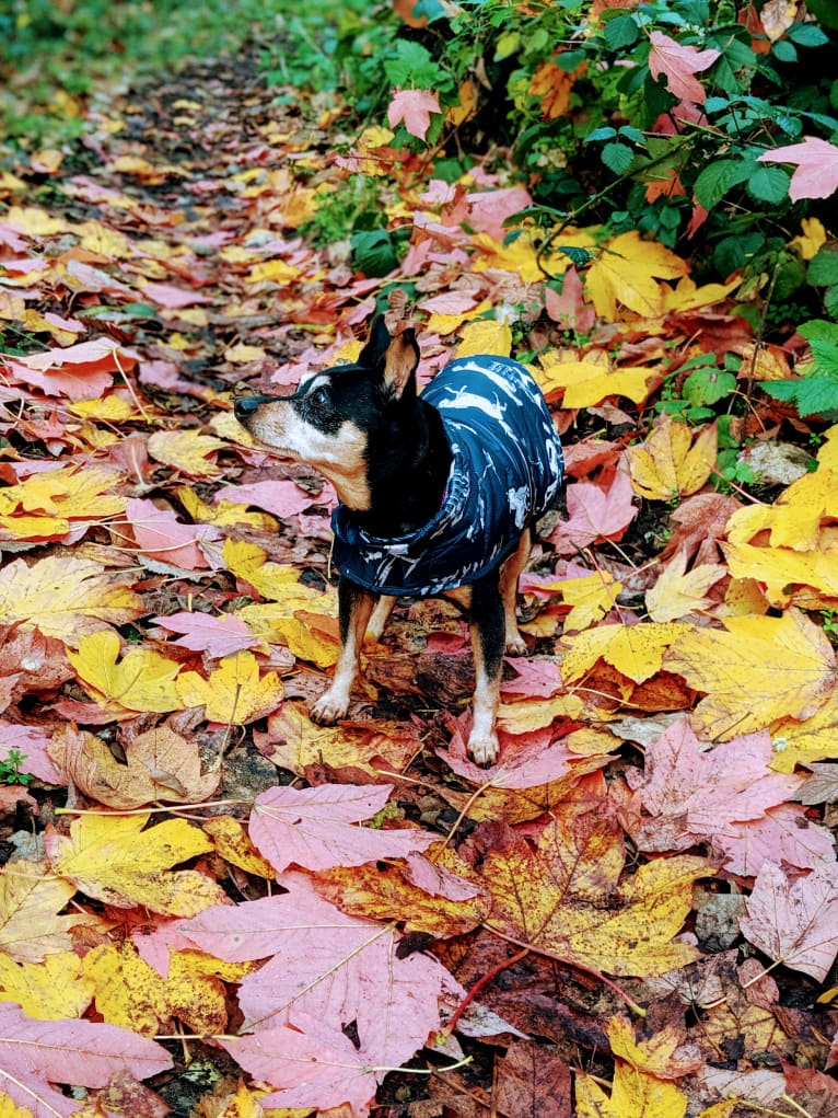 Kaidyn, a Miniature Pinscher tested with EmbarkVet.com