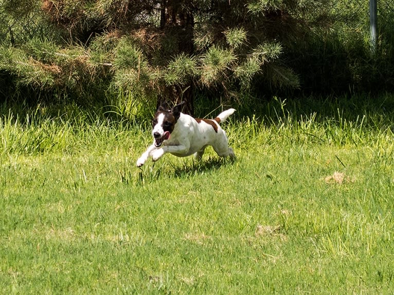 Gumption, a Whippet and Border Collie mix tested with EmbarkVet.com