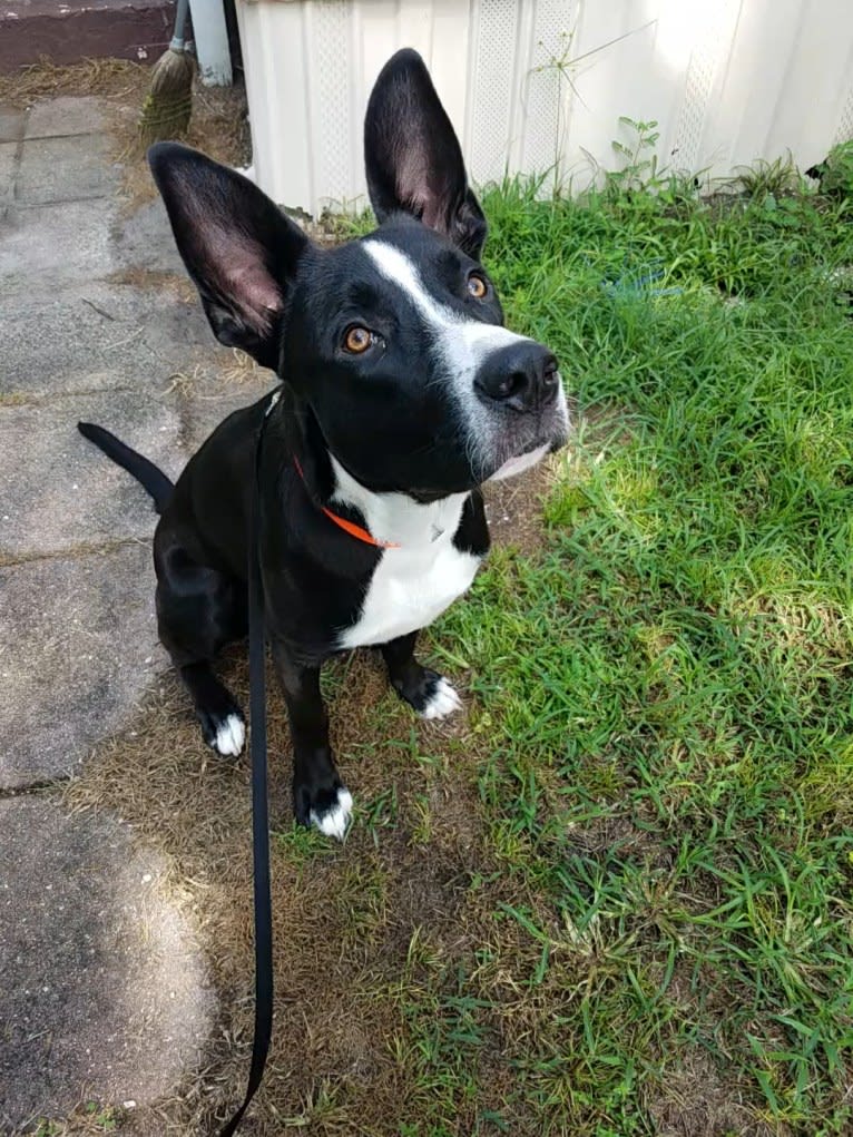 Kylo, a German Shepherd Dog and American Pit Bull Terrier mix tested with EmbarkVet.com