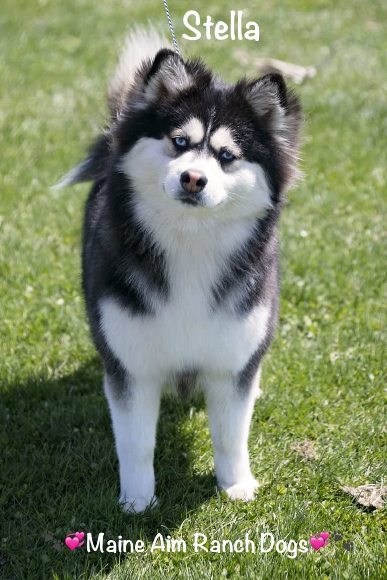 Stella, a Siberian Husky and Pomeranian mix tested with EmbarkVet.com