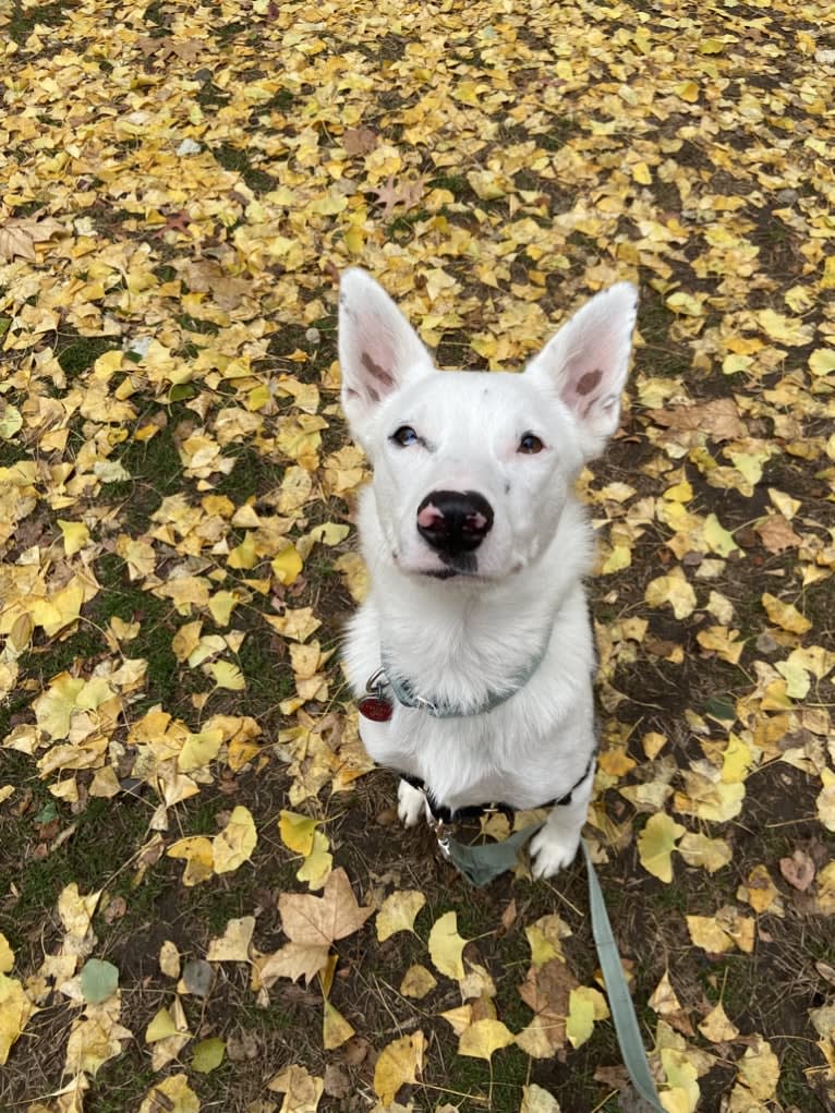 Momo, an Australian Cattle Dog and Australian Shepherd mix tested with EmbarkVet.com