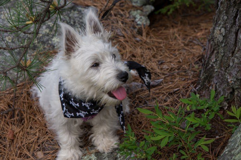 Finn, a West Highland White Terrier tested with EmbarkVet.com