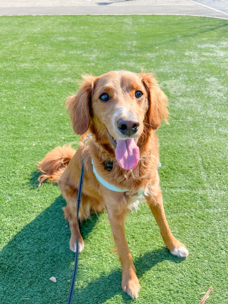 Benny, a Goldendoodle tested with EmbarkVet.com