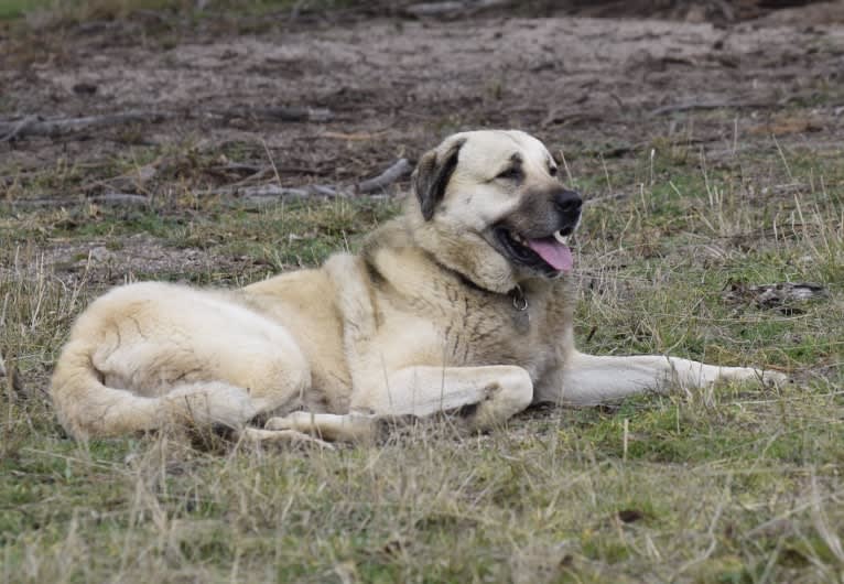 Pasha, an Anatolian Shepherd Dog tested with EmbarkVet.com