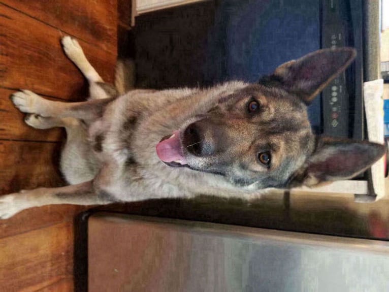 Kaja, a German Shepherd Dog and Siberian Husky mix tested with EmbarkVet.com