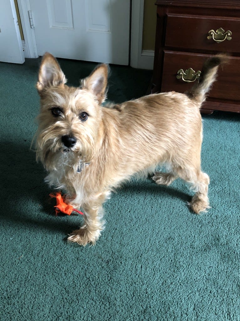 Wilbur, a Miniature Schnauzer and Rat Terrier mix tested with EmbarkVet.com